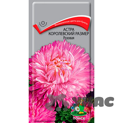 Астра Королевский размер розовая Поиск Ц