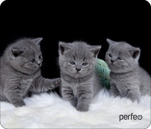 Perfeo Коврик для комп. мыши "Cat", Рис.26 (180x220x2 мм), ткань+резин.основание PF_D0670