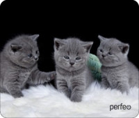 Perfeo Коврик для комп. мыши "Cat", Рис.26 (180x220x2 мм), ткань+резин.основание PF_D0670