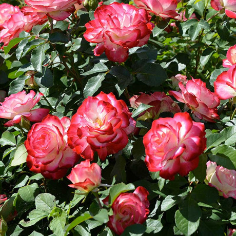 Роза флорибунда Юбилей Принца Монако Садовита