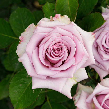 Роза чайно-гибридная Майнцер Фастнахт Садовита