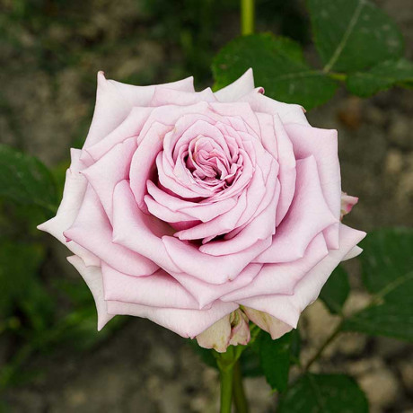 Роза чайно-гибридная Майнцер Фастнахт Садовита