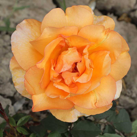 Роза чайно-гибридная Луи де Фюнес Садовита