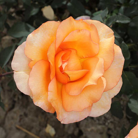 Роза чайно-гибридная Луи де Фюнес Садовита