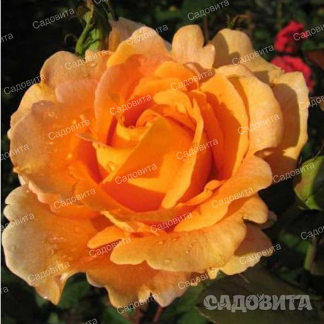 Роза чайно-гибридная Луи де Фюнес Садовита