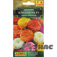 Циния Клеопатра смесь окрасок Аэлита Ц