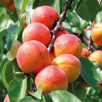 Абрикос Слава Севера Садовита