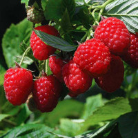 Малина Тула Мэджик Садовита