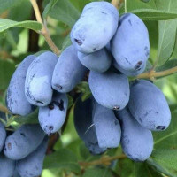 Жимолость Сердце Гиганта Садовита