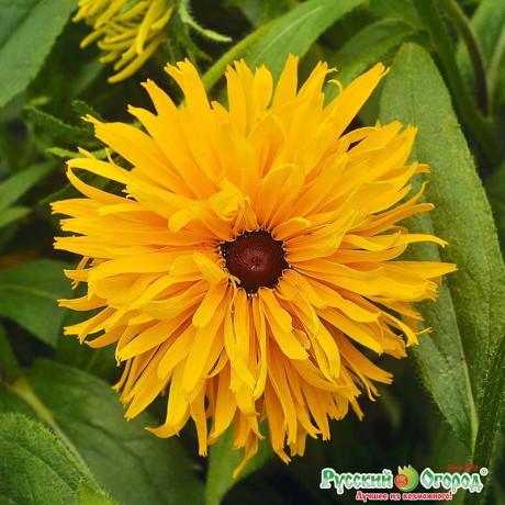 Рудбекия Дорога к славе НК Ц