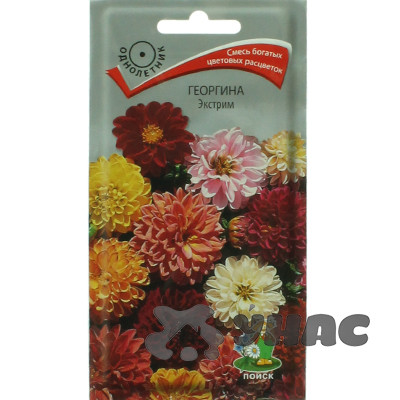 Георгин Экстрим Поиск Ц