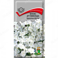 Флокс Красотка в белом Поиск Ц