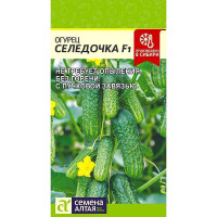 Огурец Селедочка F1 СемАлт Ц