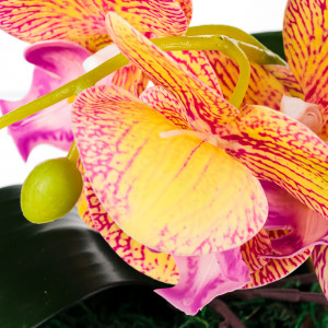 LADECOR Цветочная композиция, Орхидея в керамическом кашпо, 4 цвета, 10х35 см