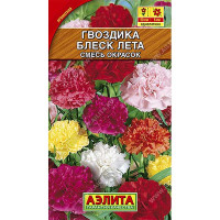Гвоздика Блеск лета Аэлита Ц