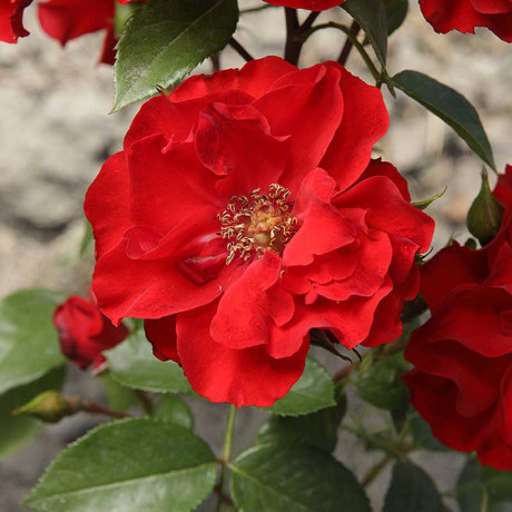 Роза канадская (шраб) Ротер Корсар Садовита