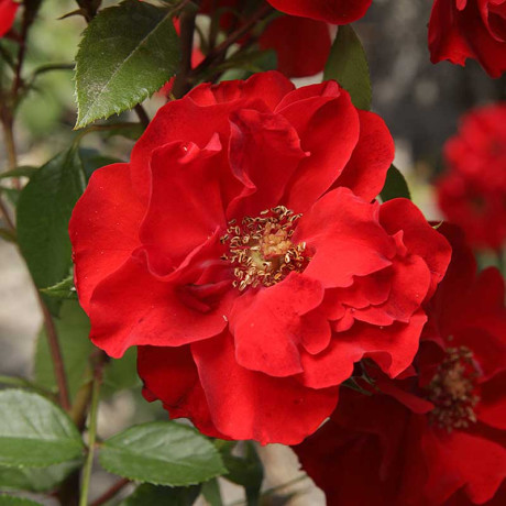 Роза канадская (шраб) Ротер Корсар Садовита