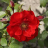 Роза канадская (шраб) Ротер Корсар Садовита