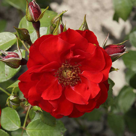 Роза канадская (шраб) Ротер Корсар Садовита