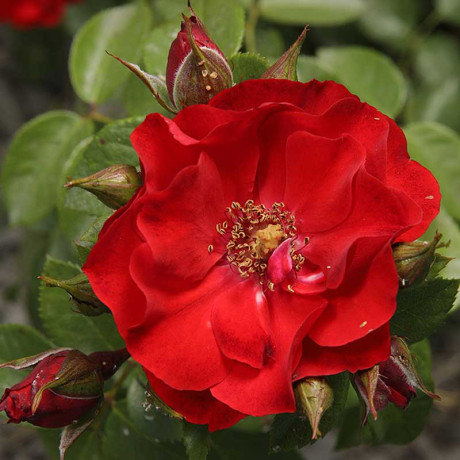 Роза канадская (шраб) Ротер Корсар Садовита