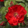 Роза канадская (шраб) Ротер Корсар Садовита