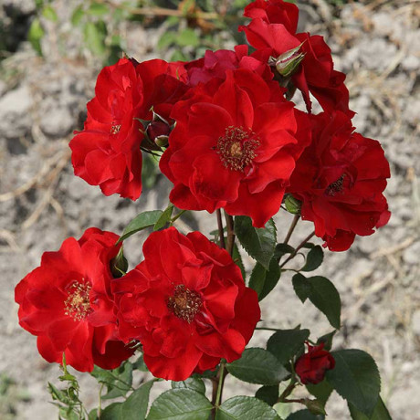 Роза канадская (шраб) Ротер Корсар Садовита