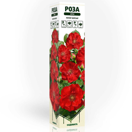 Роза канадская (шраб) Ротер Корсар Садовита
