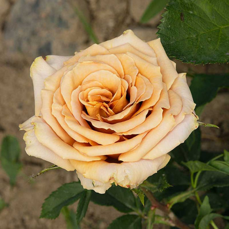 Роза чайно-гибридная Тоффи Садовита