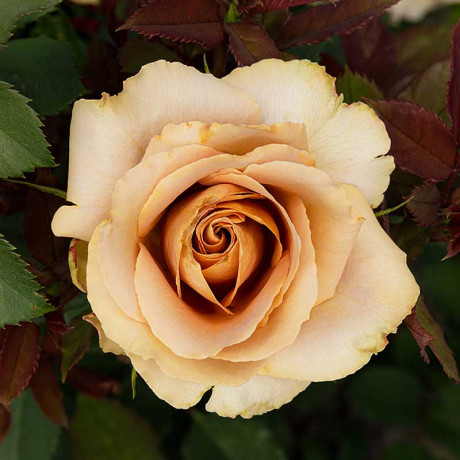 Роза чайно-гибридная Тоффи Садовита