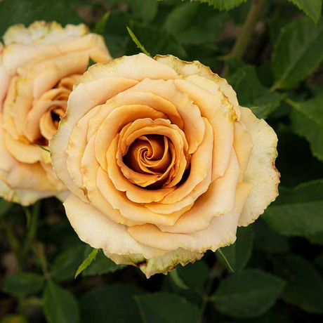 Роза чайно-гибридная Тоффи Садовита