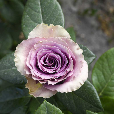 Роза чайно-гибридная Тиара Садовита