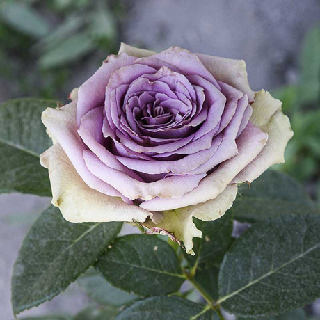 Роза чайно-гибридная Тиара Садовита