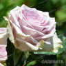 Роза чайно-гибридная Тиара Садовита
