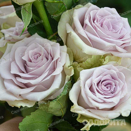 Роза чайно-гибридная Тиара Садовита