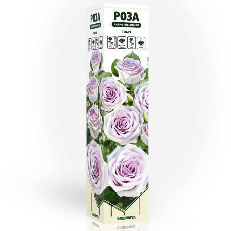 Роза чайно-гибридная Тиара Садовита