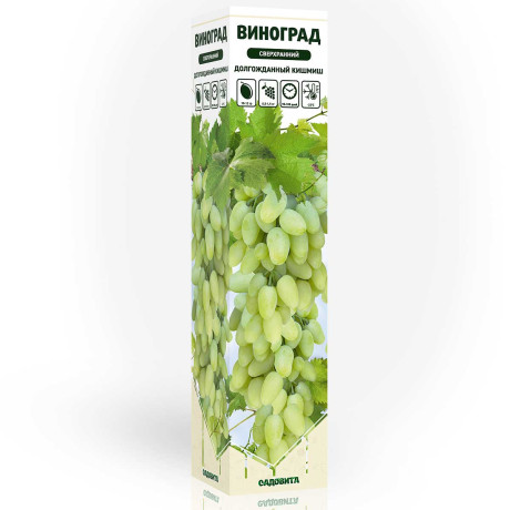 Виноград Долгожданный кишмиш сверхранний Садовита