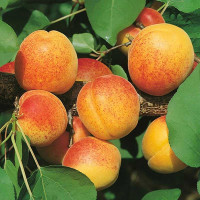 Абрикос Чемпион Севера Садовита