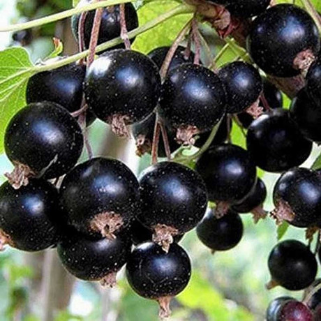 Смородина черная Орловская серенада Садовита