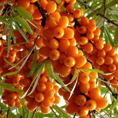 Облепиха Огниво Садовита