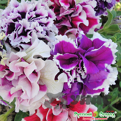 Петуния Глория махр НК Ц