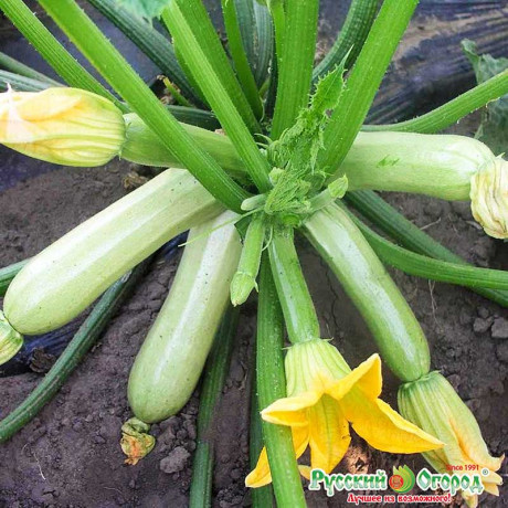 Кабачок Заячье ушко НК Ц