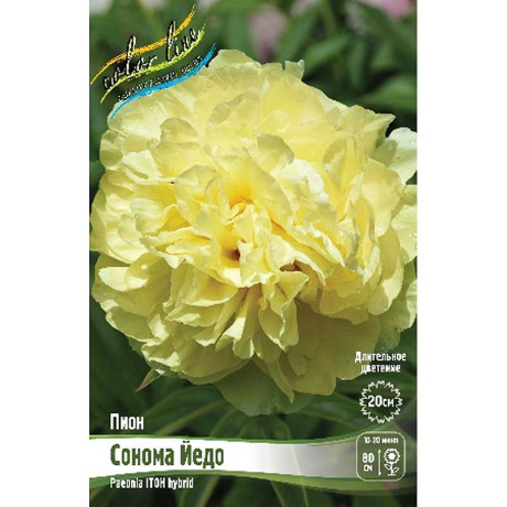 Пион Ито Сонома Йедо 2/3 n 1 шт