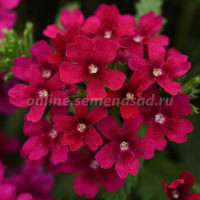 Вербена Кварц Бордо Поиск Ц