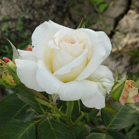 Роза плетистая Шнеевальцер Садовита