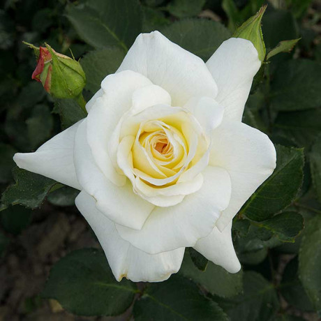 Роза плетистая Шнеевальцер Садовита