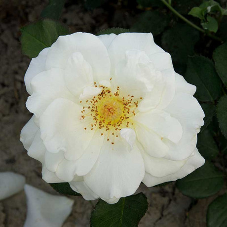 Роза плетистая Шнеевальцер Садовита