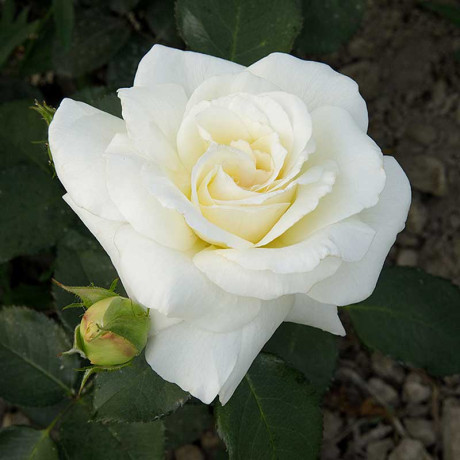 Роза плетистая Шнеевальцер Садовита