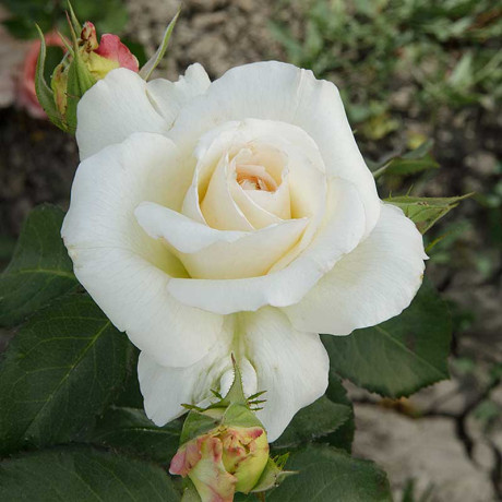 Роза плетистая Шнеевальцер Садовита