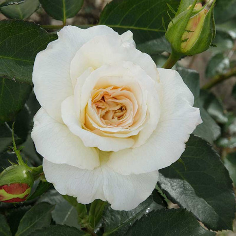 Роза плетистая Шнеевальцер Садовита