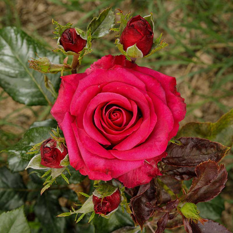 Роза чайно-гибридная Шангри-Ла Садовита